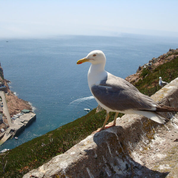 Berlenga Eilanden - Portugal