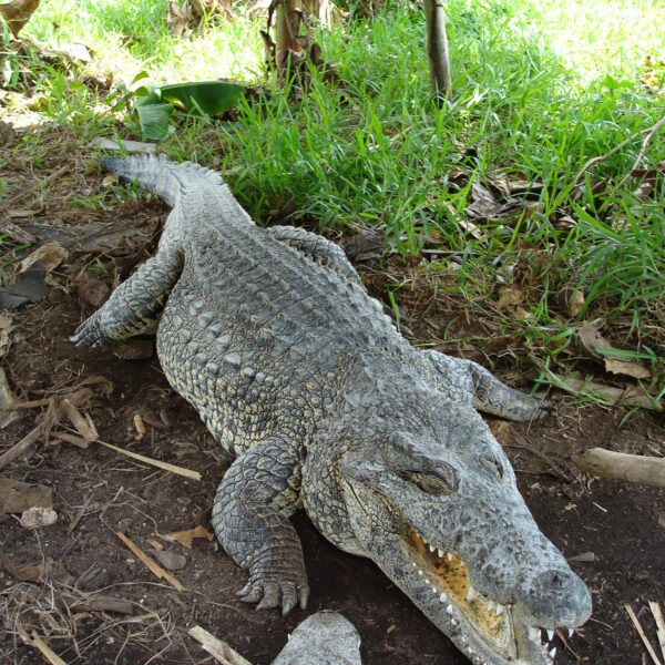 Criadero de Cocodrilos - Boca de Guamá - Cuba