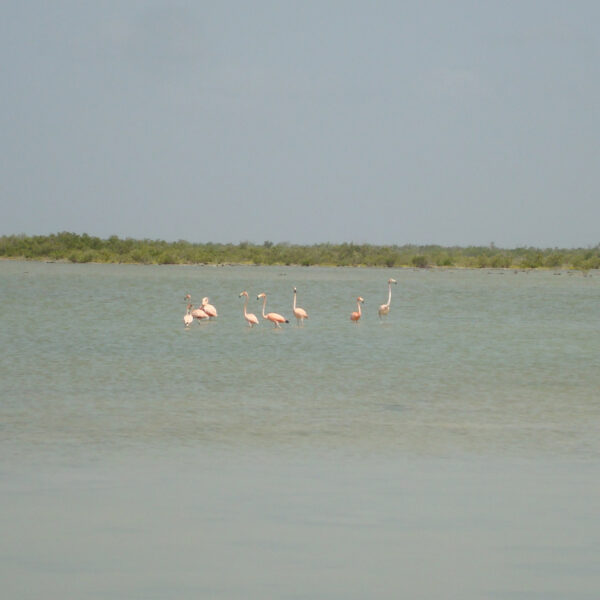 Penísula de Zapata - Cuba