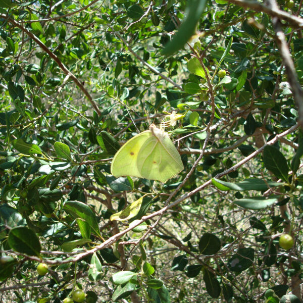 El Guafe - Parque Nacional Desembarco del Granma - Cuba