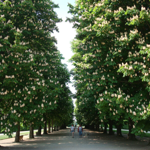 Schloss Pillnitz - Dresden - Duitsland