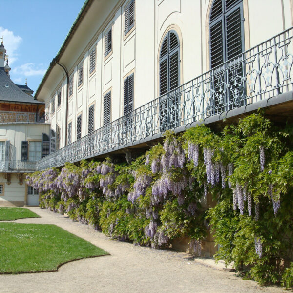Schloss Pillnitz - Dresden - Duitsland