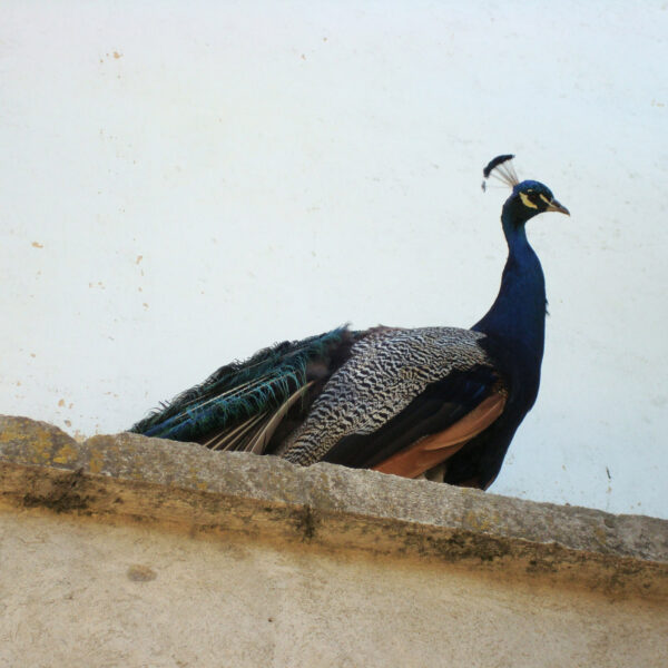 Jardim Público - Évora - Portugal