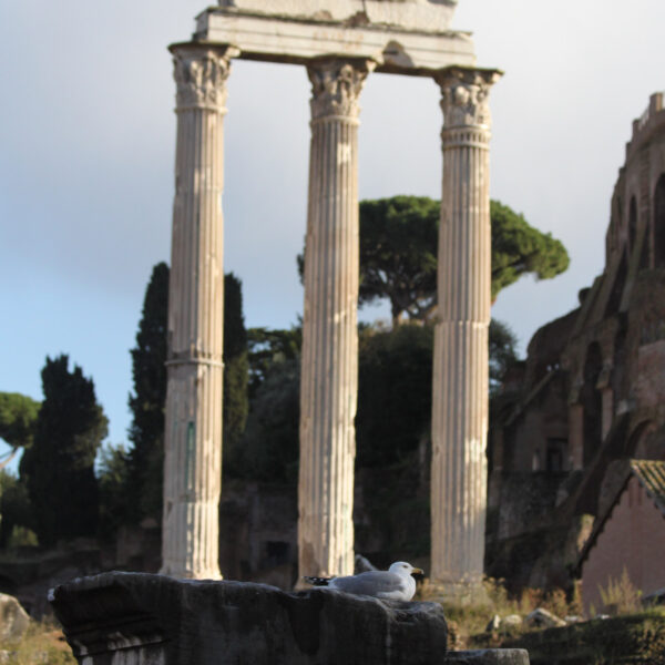 Tempel van Castor en Pollux - Rome - Italië