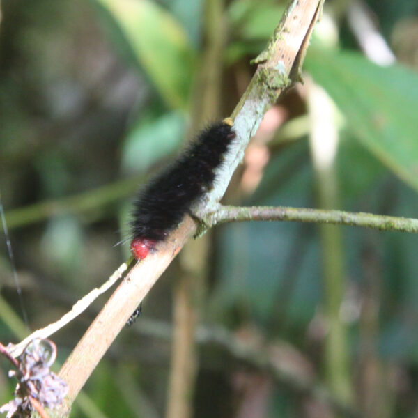 Catarata del Toro - Bajos del Toro - Costa Rica