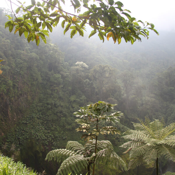 Catarata del Toro - Bajos del Toro - Costa Rica