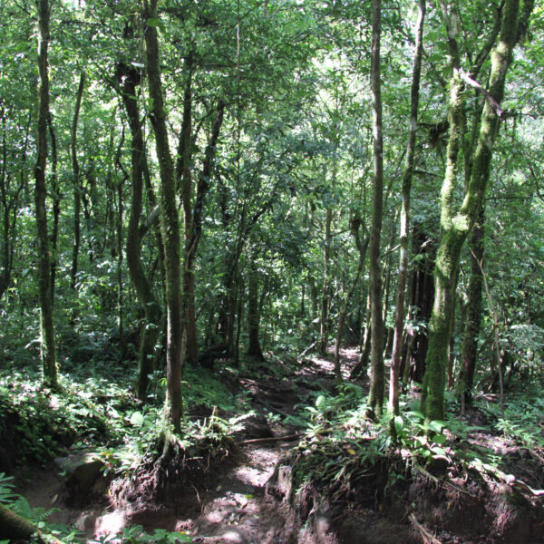 Cerro Chato - Parque Nacional Volcán Arenal - Costa Rica