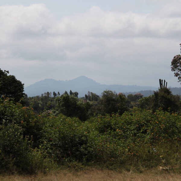 Mount Kenya National Park - Kenia