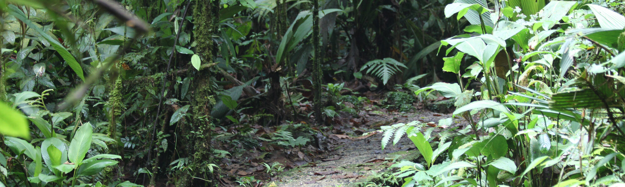 Parque Nacional Braulio Carrillo - Costa Rica