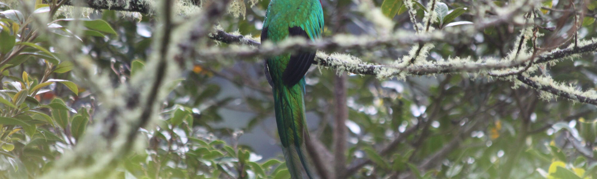 Parque Nacional Los Quetzales - Costa Rica
