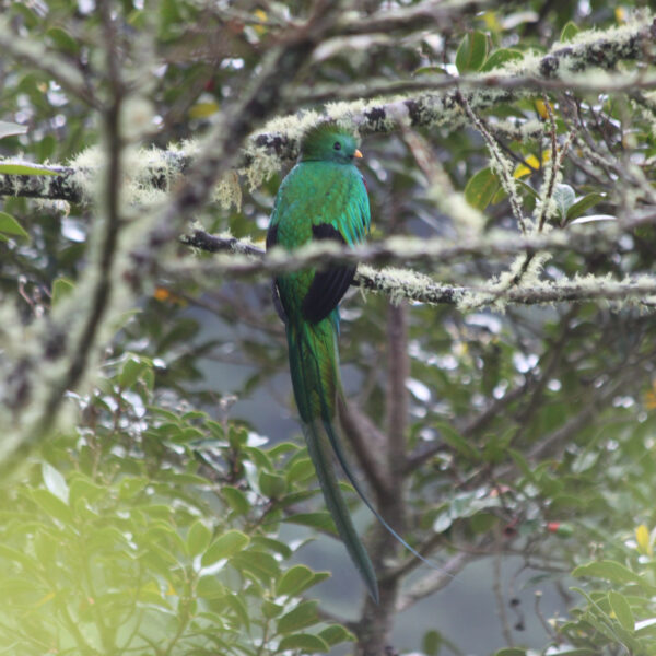 Parque Nacional Los Quetzales - Costa Rica