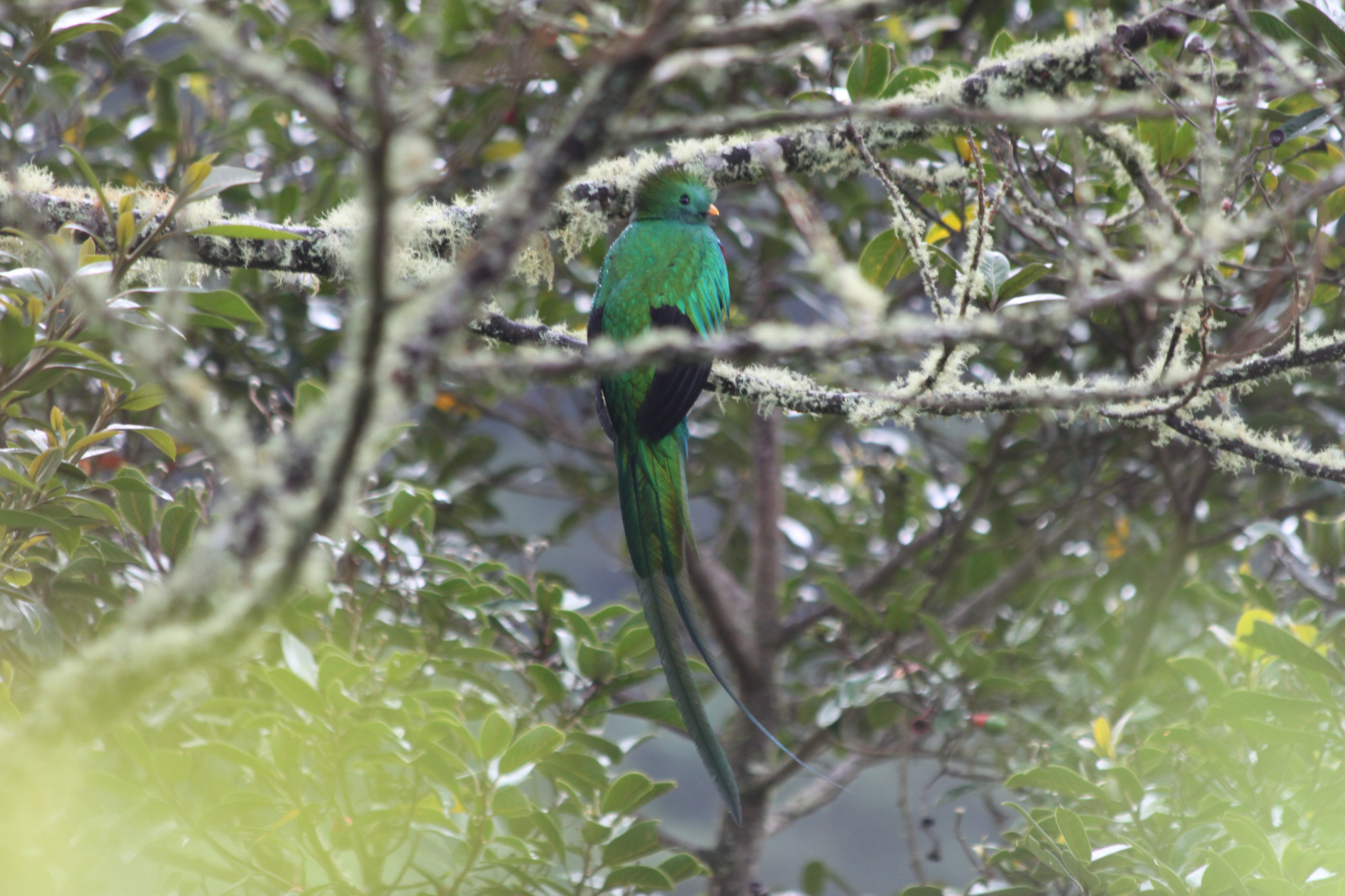 Parque Nacional Los Quetzales - Costa Rica