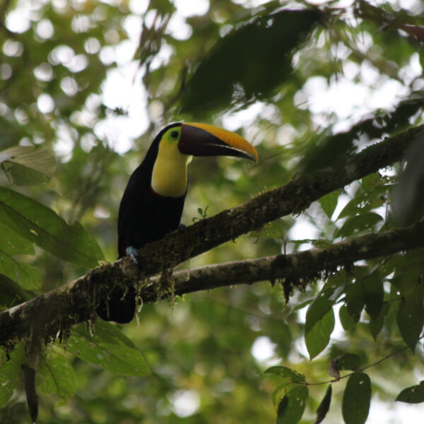 Parque Nacional Piedras Blancas - Costa Rica