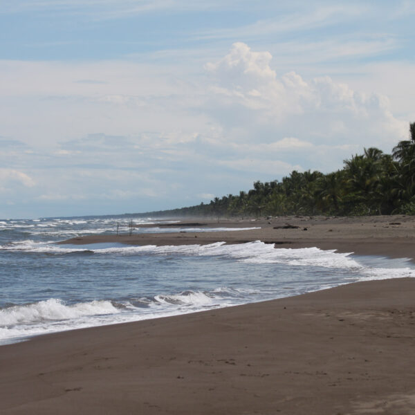 Parque Nacional Tortuguero - Tortuguero - Costa Rica