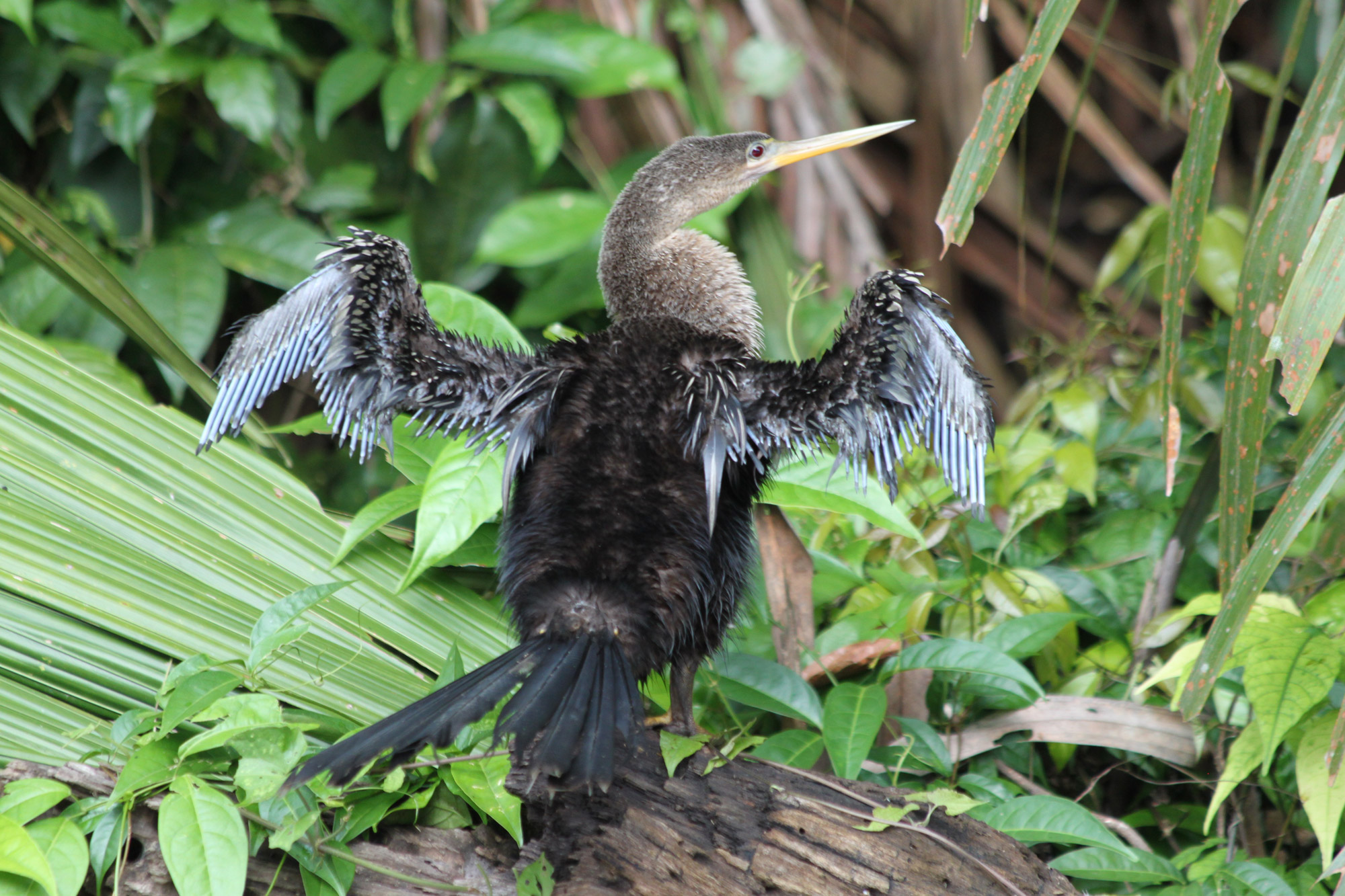 Parque Nacional Tortuguero - Tortuguero - Costa Rica