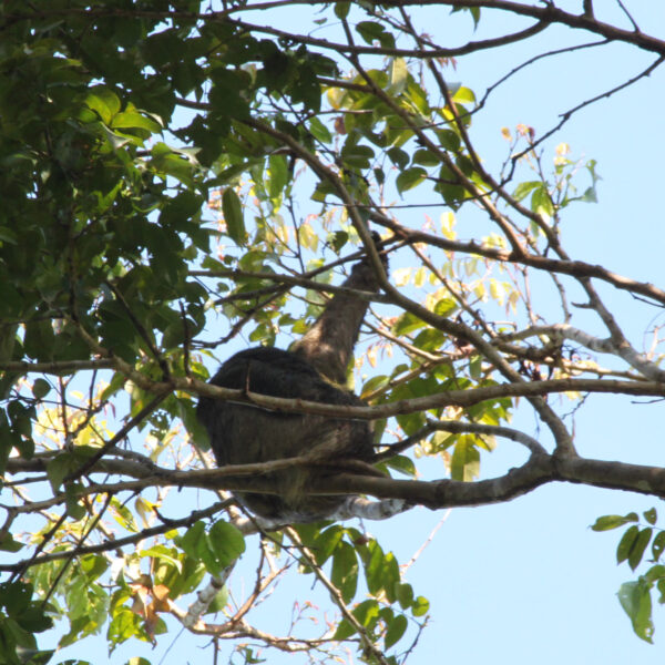 Sloth Sanctuary - Cahuita - Costa Rica