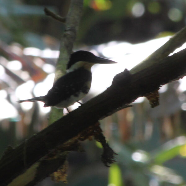 Sloth Sanctuary - Cahuita - Costa Rica