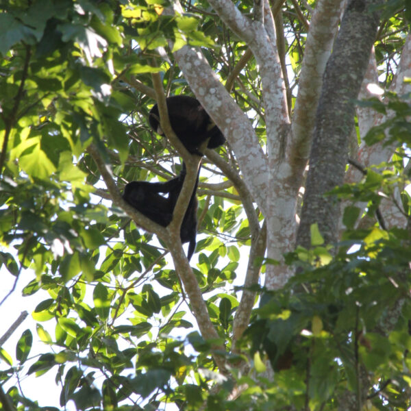 Sloth Sanctuary - Cahuita - Costa Rica