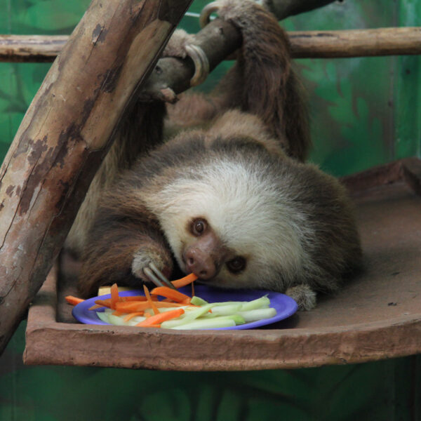 Sloth Sanctuary - Cahuita - Costa Rica