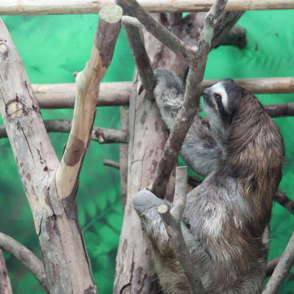 Sloth Sanctuary - Cahuita - Costa Rica