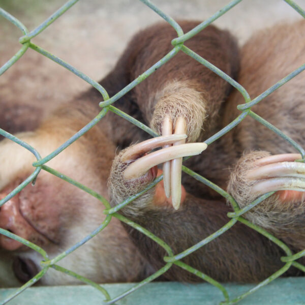 Sloth Sanctuary - Cahuita - Costa Rica