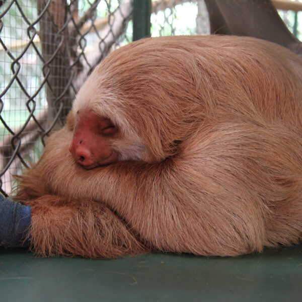 Sloth Sanctuary - Cahuita - Costa Rica