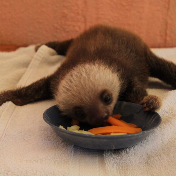 Sloth Sanctuary - Cahuita - Costa Rica