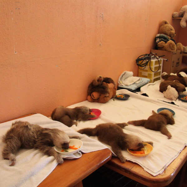 Sloth Sanctuary - Cahuita - Costa Rica