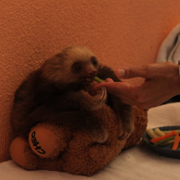 Sloth Sanctuary - Cahuita - Costa Rica