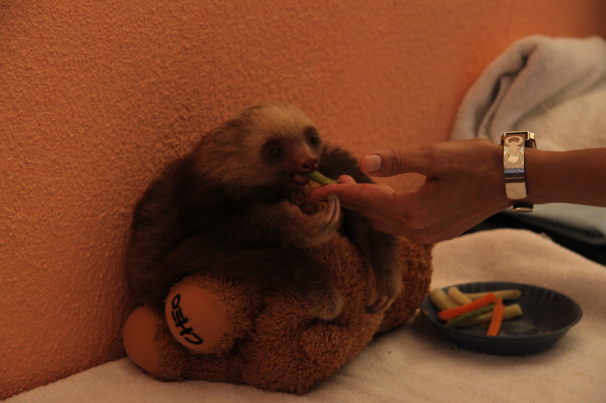 Sloth Sanctuary In Cahuita Costa Rica Reizen And Reistips