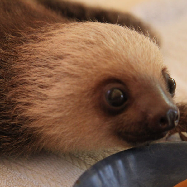 Sloth Sanctuary - Cahuita - Costa Rica