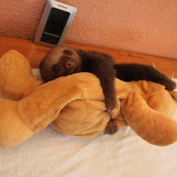 Sloth Sanctuary - Cahuita - Costa Rica