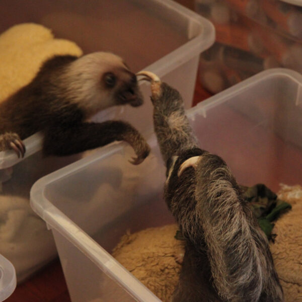 Sloth Sanctuary - Cahuita - Costa Rica