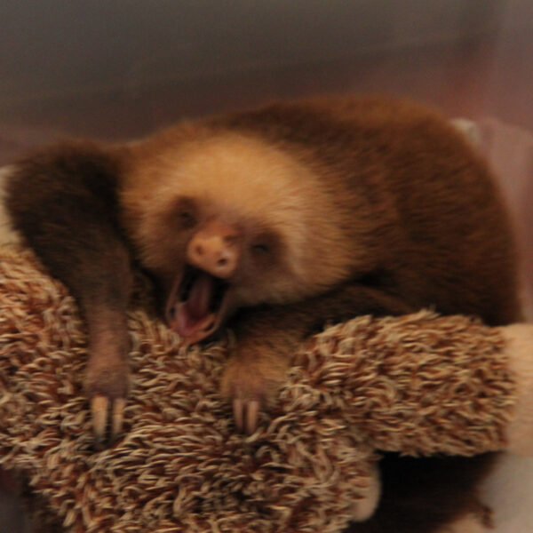 Sloth Sanctuary - Cahuita - Costa Rica