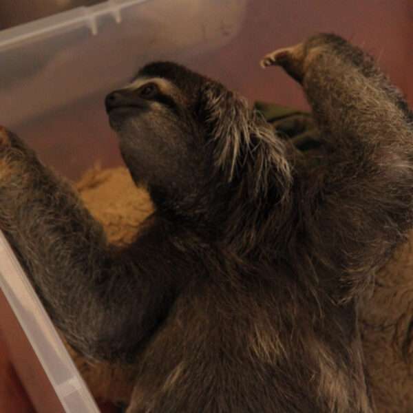 Sloth Sanctuary - Cahuita - Costa Rica