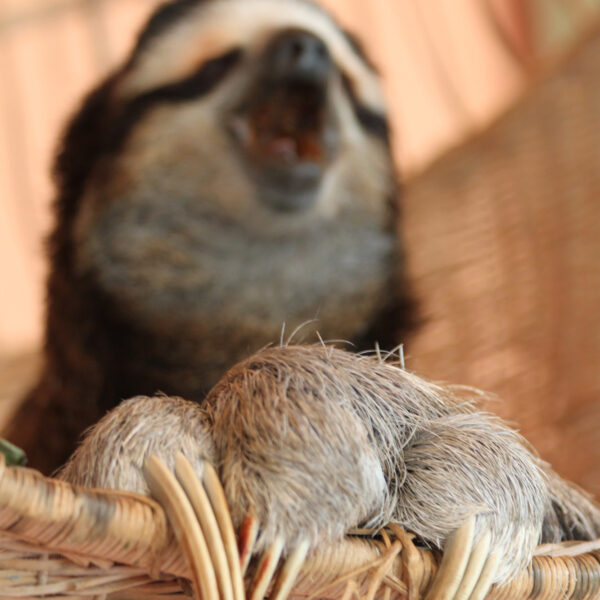 Sloth Sanctuary - Cahuita - Costa Rica