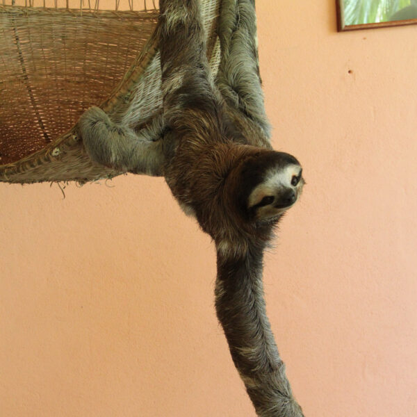 Sloth Sanctuary - Cahuita - Costa Rica