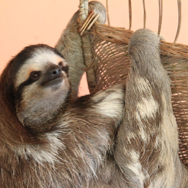Sloth Sanctuary - Cahuita - Costa Rica