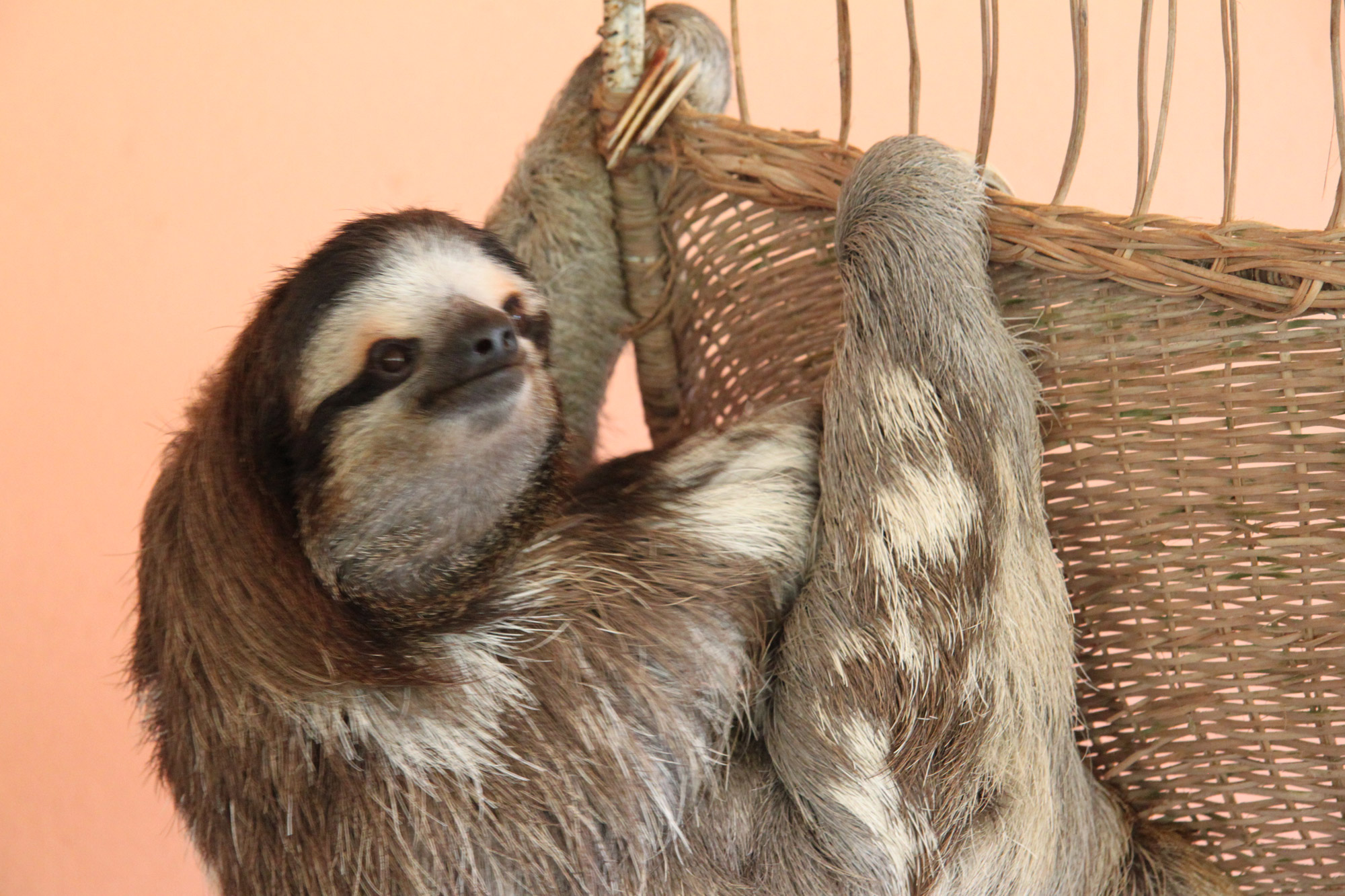 Sloth Sanctuary In Cahuita Costa Rica Reizen And Reistips