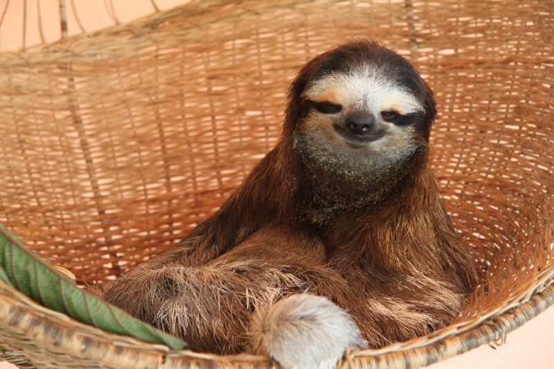 Sloth Sanctuary - Costa Rica