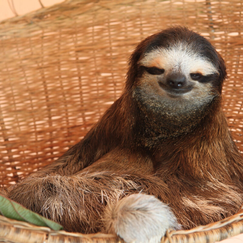 Sloth Sanctuary - Costa Rica