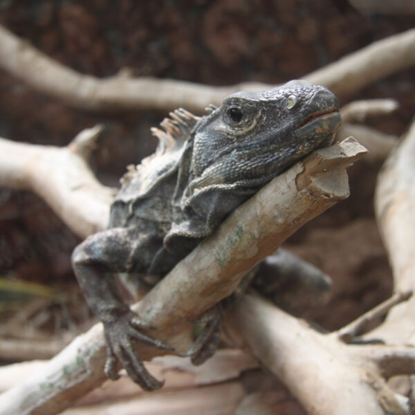 World of Snakes - Grecia - Costa Rica