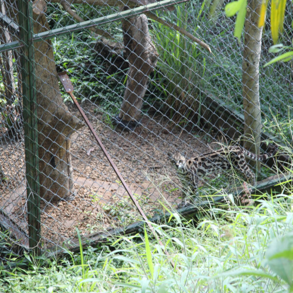 World of Snakes - Grecia - Costa Rica