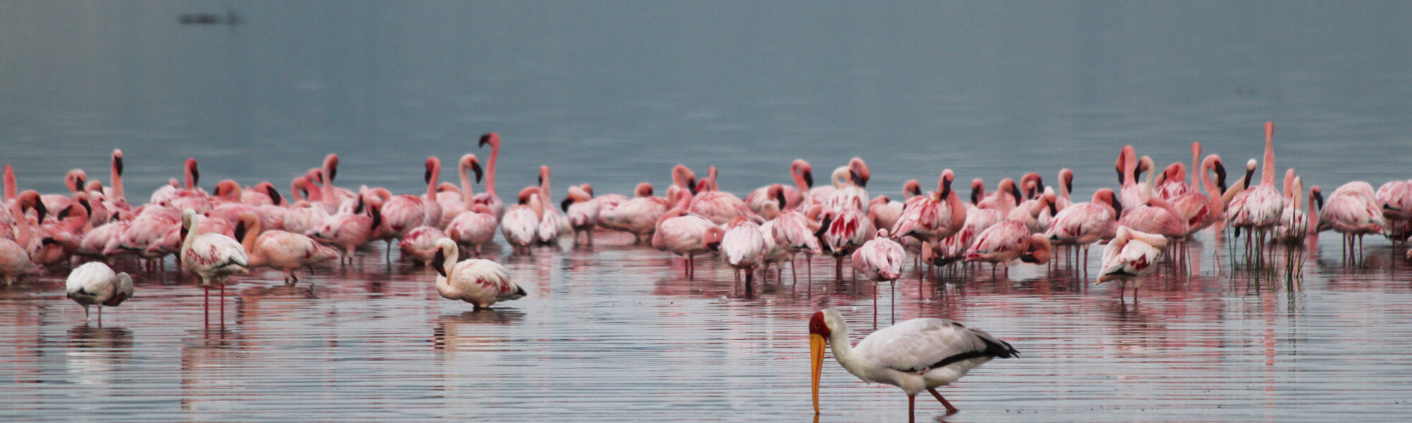 Lake Nakuru National park - Kenia