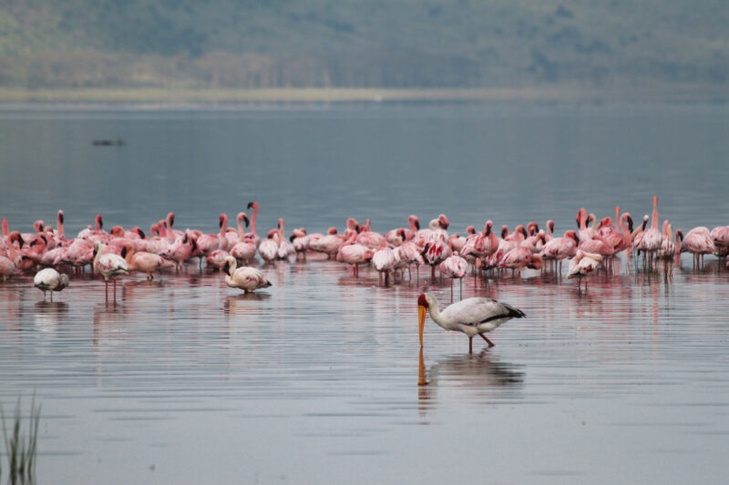 Lake Nakuru National park - Kenia