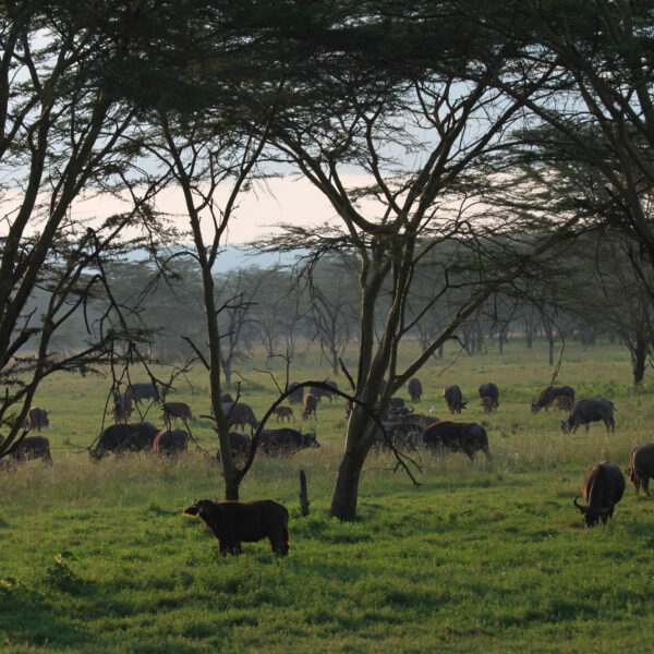 Lake Nakuru National park - Kenia