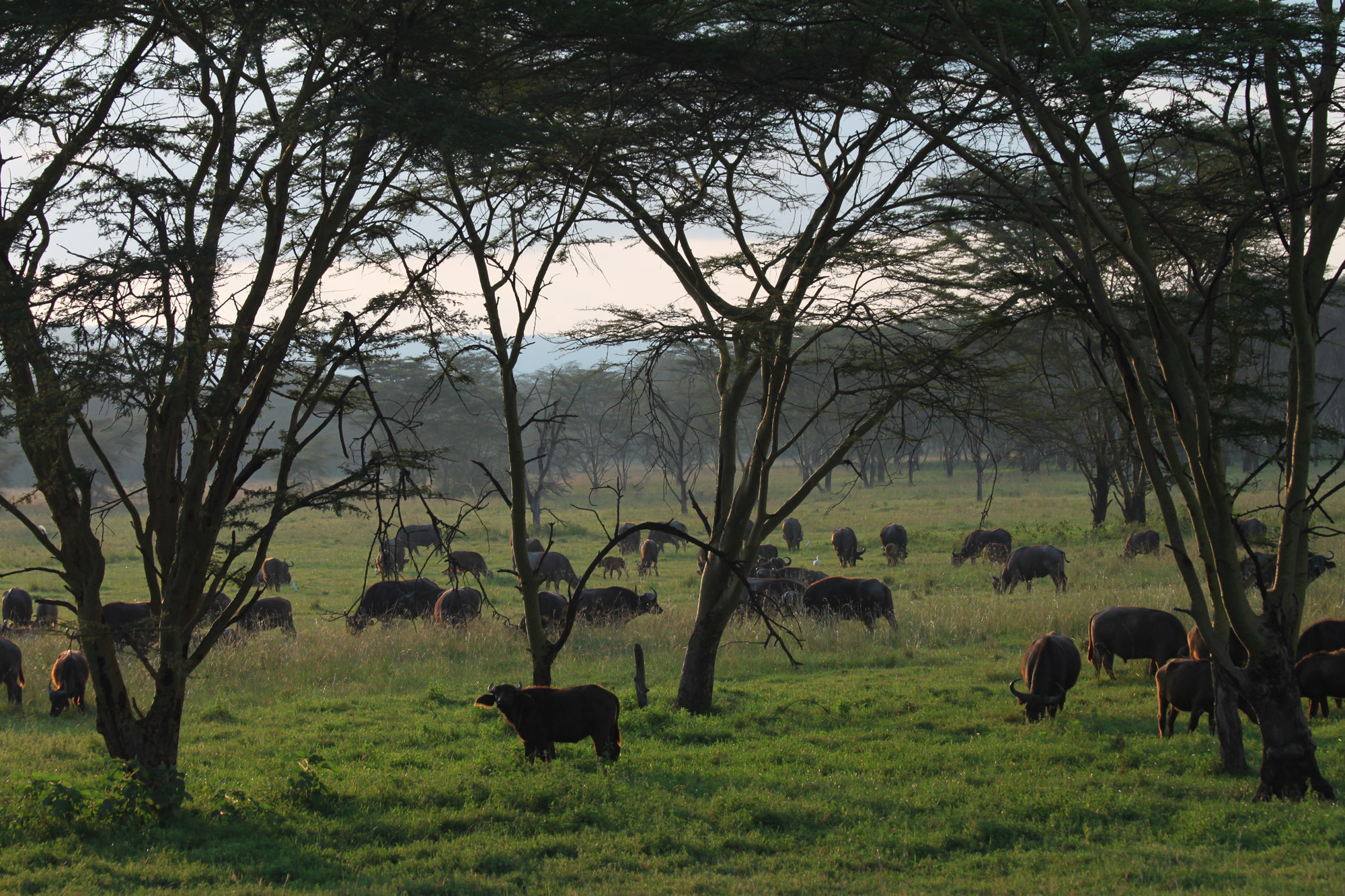 Lake Nakuru National park - Kenia