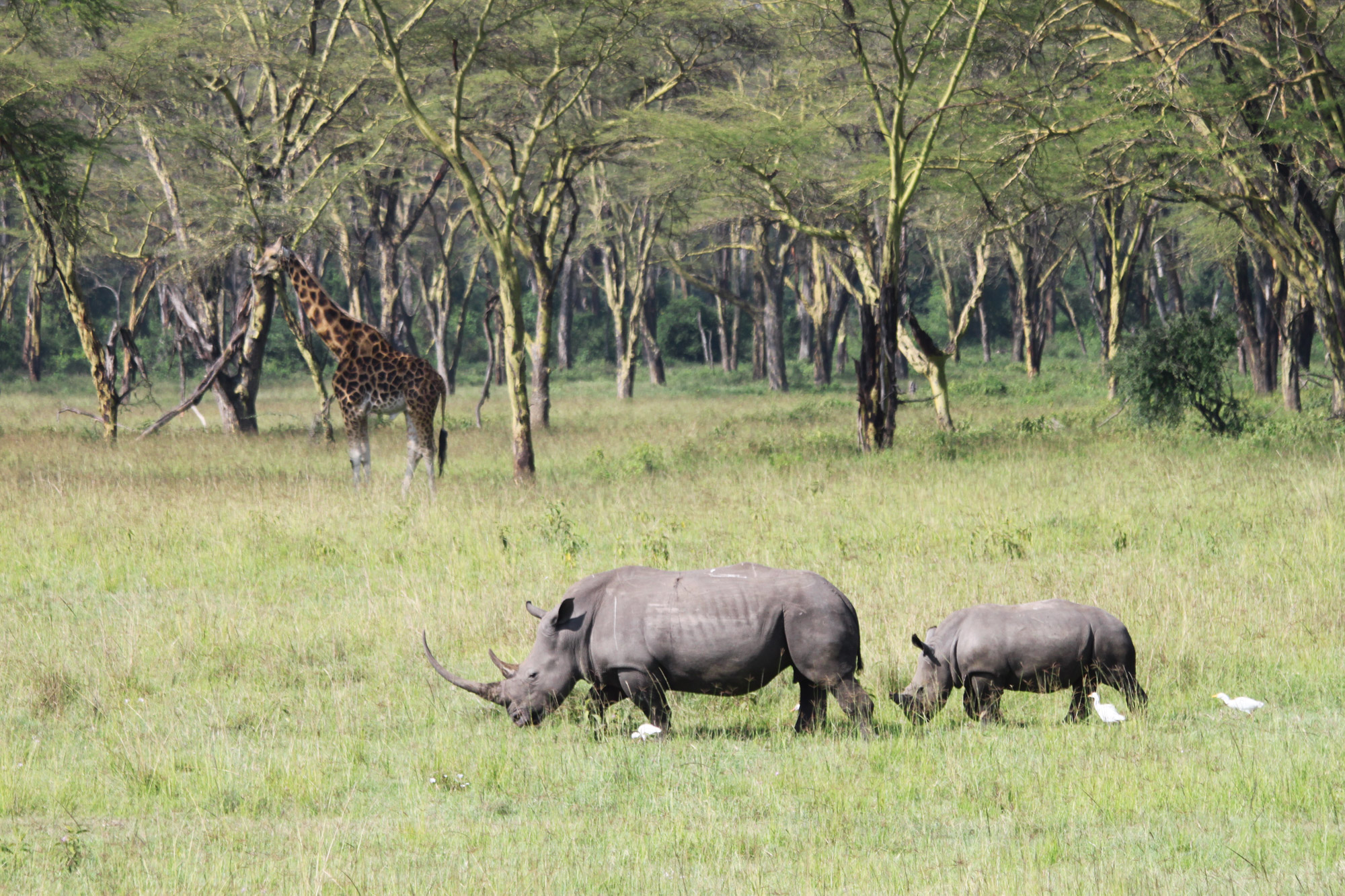 Lake Nakuru National Park In Kenia Reizen Reistips