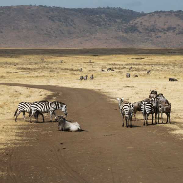 Ngorongoro krater - Tanzania