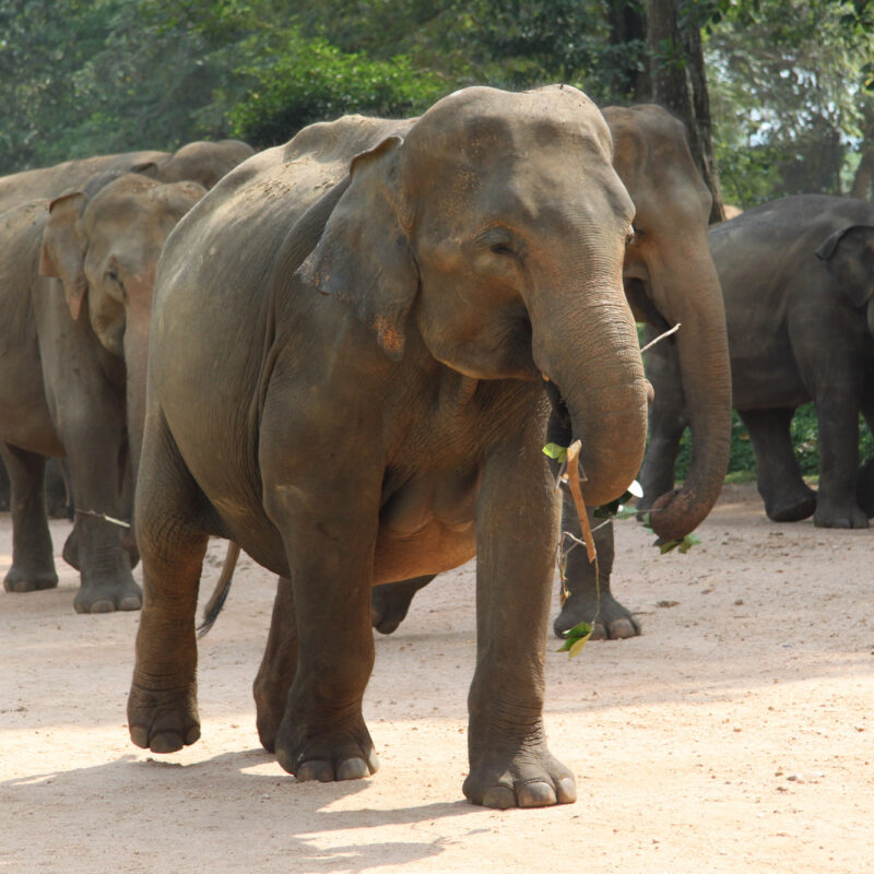 Olifantenritjes? Niet doen!
